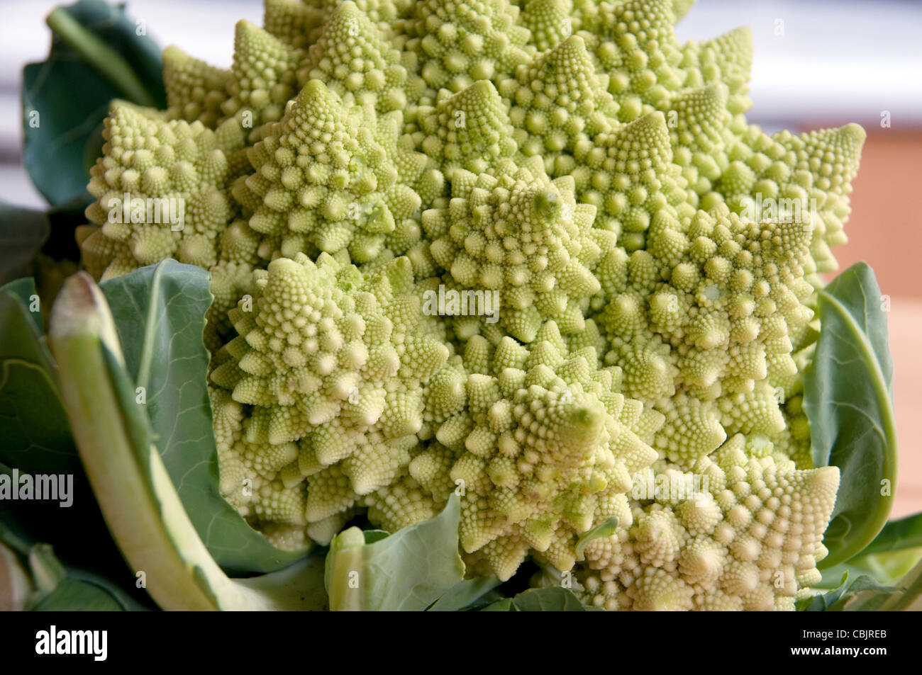 Persone fisiche che si verificano schemi frattali su i fiori freschi di testa di un broccoflower o Romanesco broccoli, appoggiato su un tavolo da cucina in Canada. Foto Stock