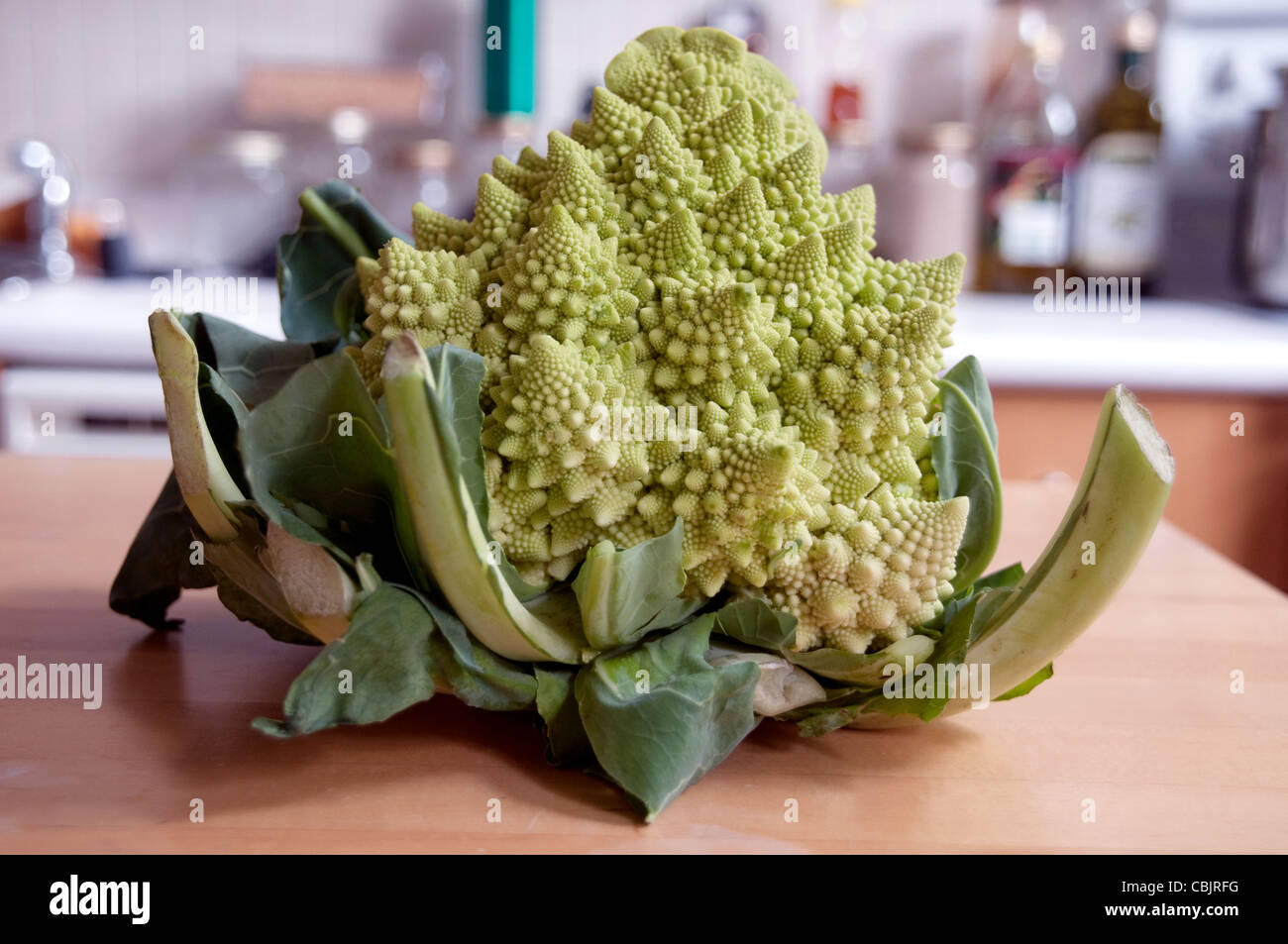 Persone fisiche che si verificano schemi frattali su i fiori freschi di testa di un broccoflower o Romanesco broccoli, appoggiato su un tavolo da cucina in Canada. Foto Stock
