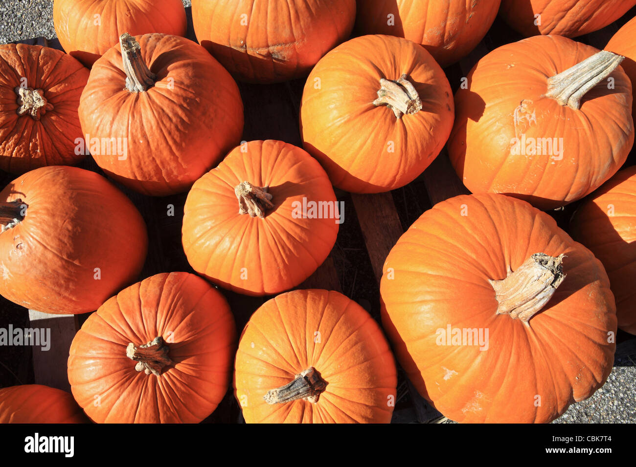 Una raccolta o un gruppo di zucche visto da sopra. Moultonborough, New Hampshire, STATI UNITI D'AMERICA Foto Stock