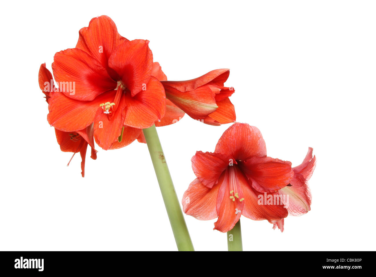 Rosso fiori amaryllis isolata contro bianco Foto Stock