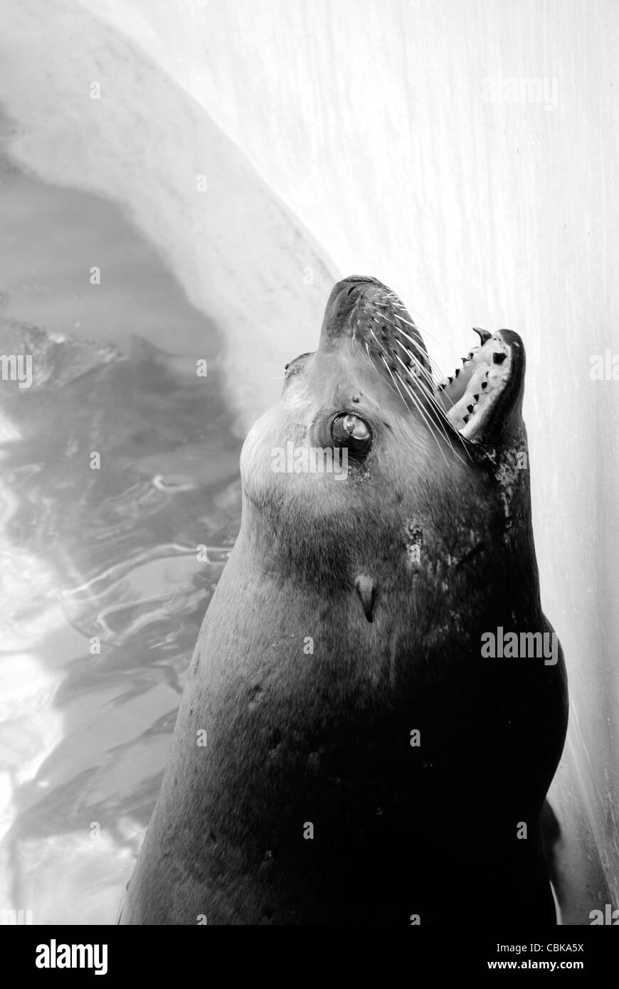 Sea Lion in Miami Seaquarium Florida Foto Stock
