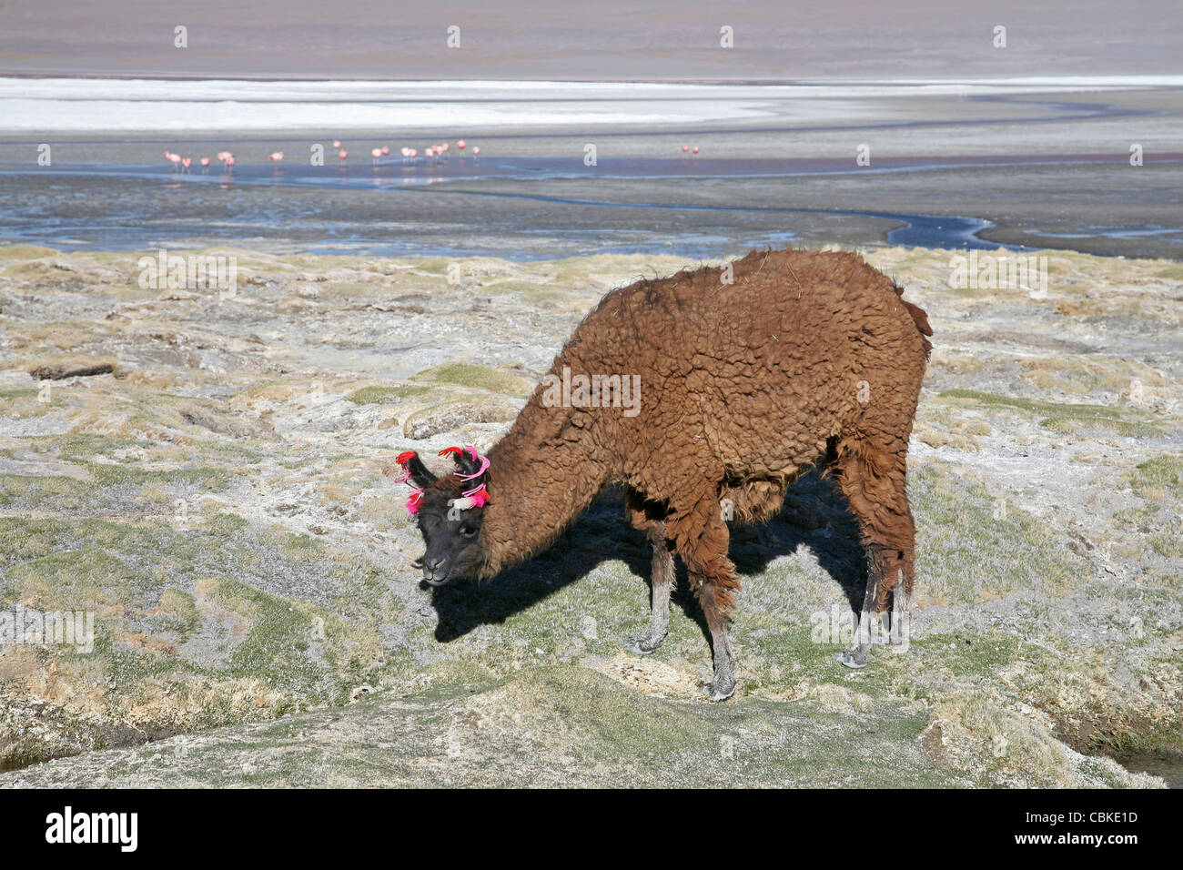 Llama (Lama glama) con orecchio nappe sul litorale del lago salato Laguna Colorada sull'Altiplano, Bolivia Foto Stock