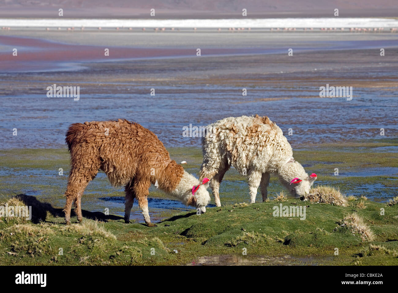 Due Llama (Lama glama) con orecchio nappe sul litorale del lago salato Laguna Colorada sull'Altiplano, Bolivia Foto Stock