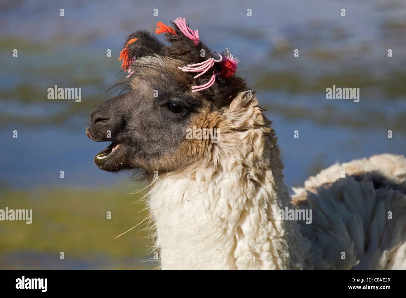 Llama (Lama glama) con orecchio nappe sul litorale del lago salato Laguna Colorada sull'Altiplano, Bolivia Foto Stock