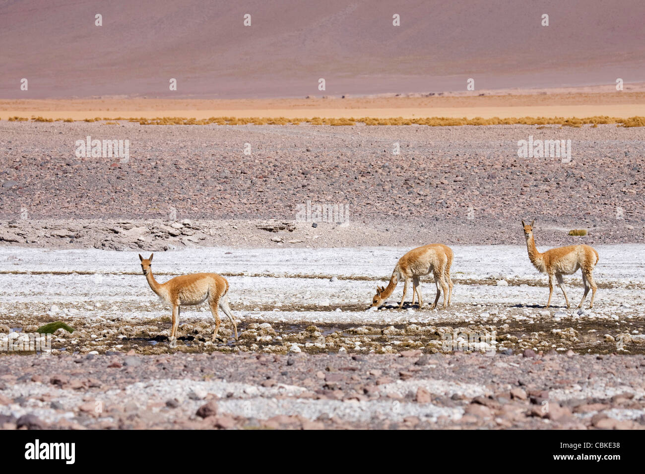 Vicuñas (Vicugna vicugna) in alveo secco sull'Altiplano, Bolivia Foto Stock