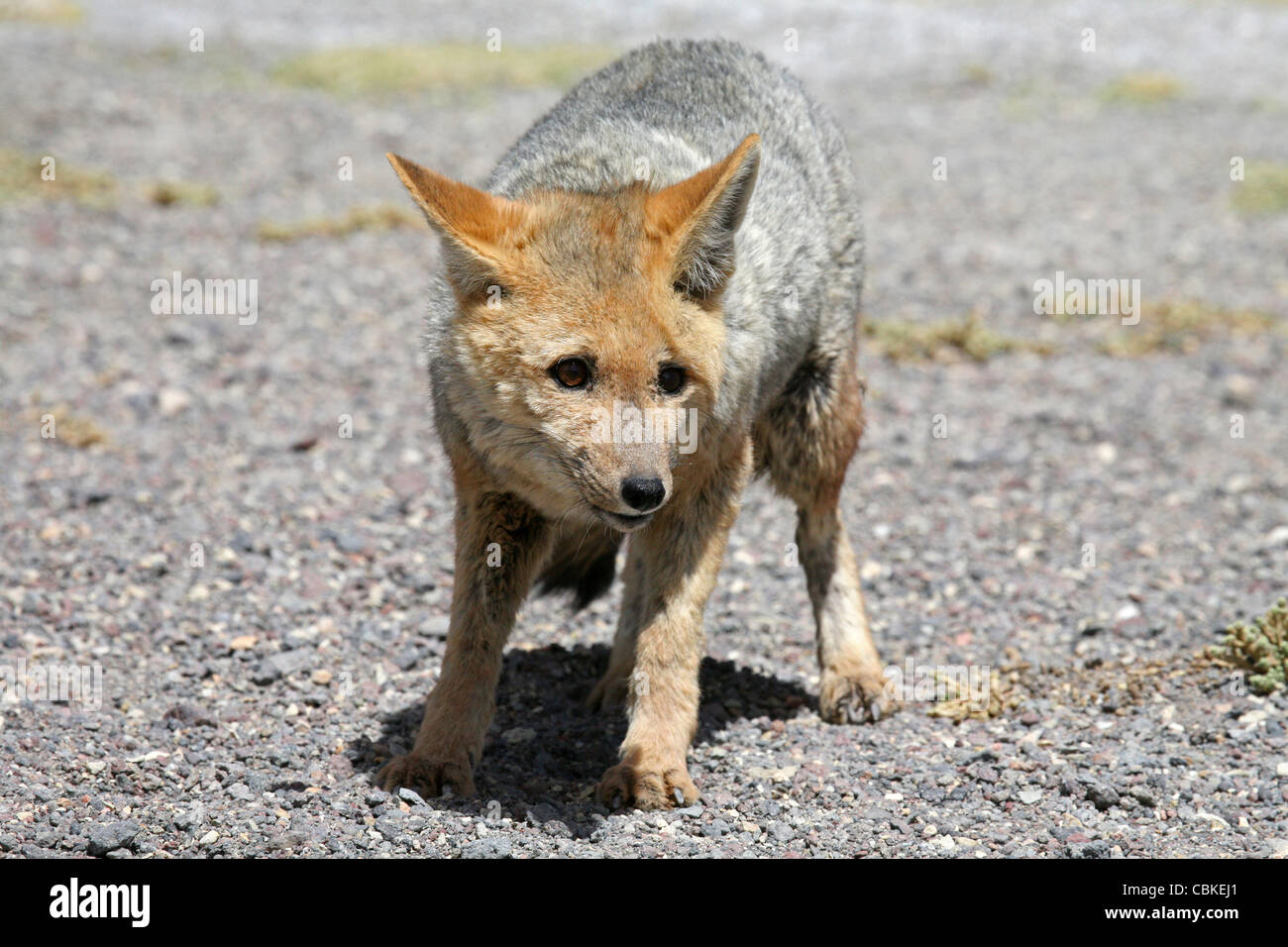 Culpeo zorro / fox Andina (Pseudalopex culpaeus / Lycalopex culpaeus), Altiplano, Bolivia Foto Stock