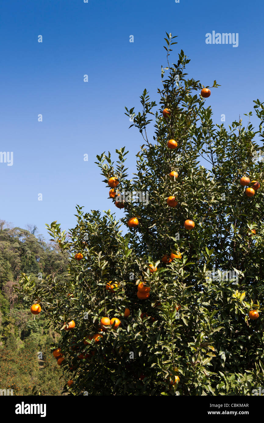 India, Arunachal Pradesh, Pasighat, hillside frutticolo arance crescente su albero Foto Stock