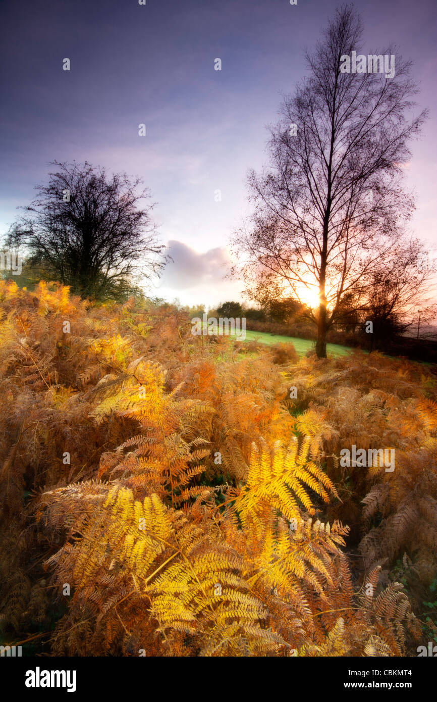 Autunno arriva a maggio Hill GLOUCESTERSHIRE REGNO UNITO Foto Stock