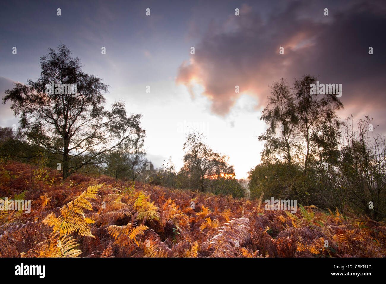 Autunno arriva a maggio Hill GLOUCESTERSHIRE REGNO UNITO Foto Stock