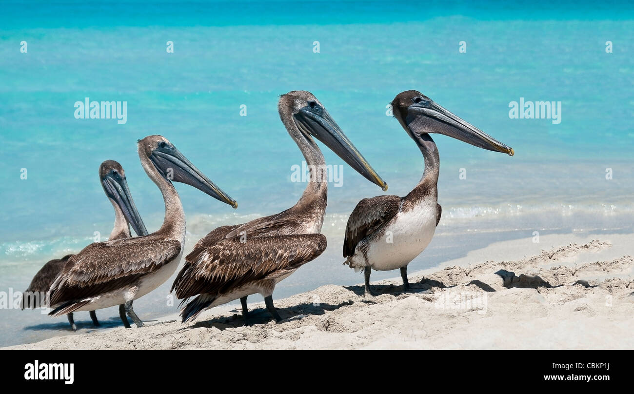 Un quartetto di pellicani allineando durante le ore di punta sulla spiaggia. Foto Stock