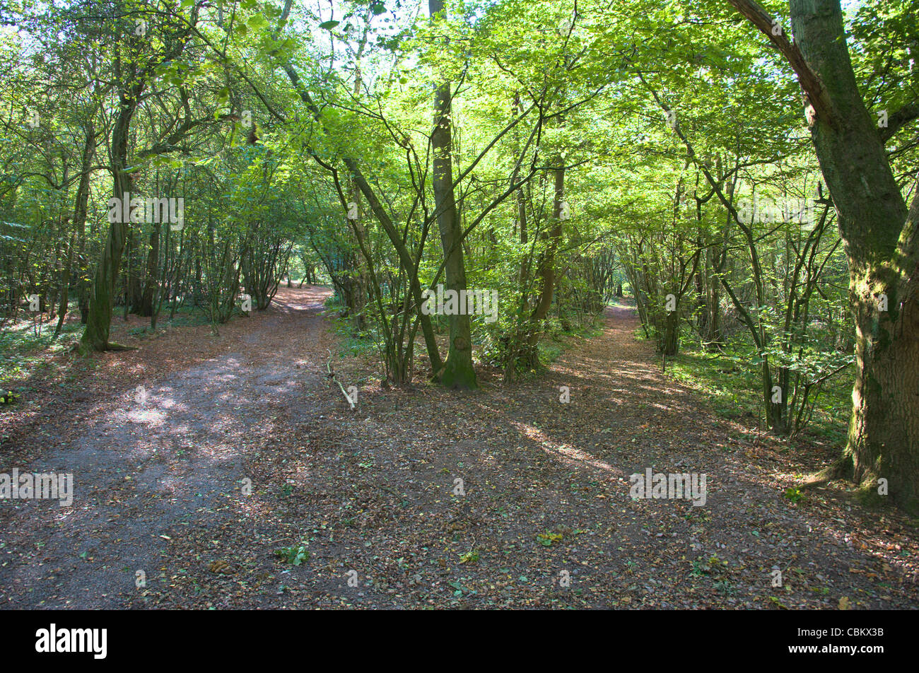 Foreste boscose con un percorso nella proprietà del National Trust su North Downs Reigate Hill Surrey Foto Stock