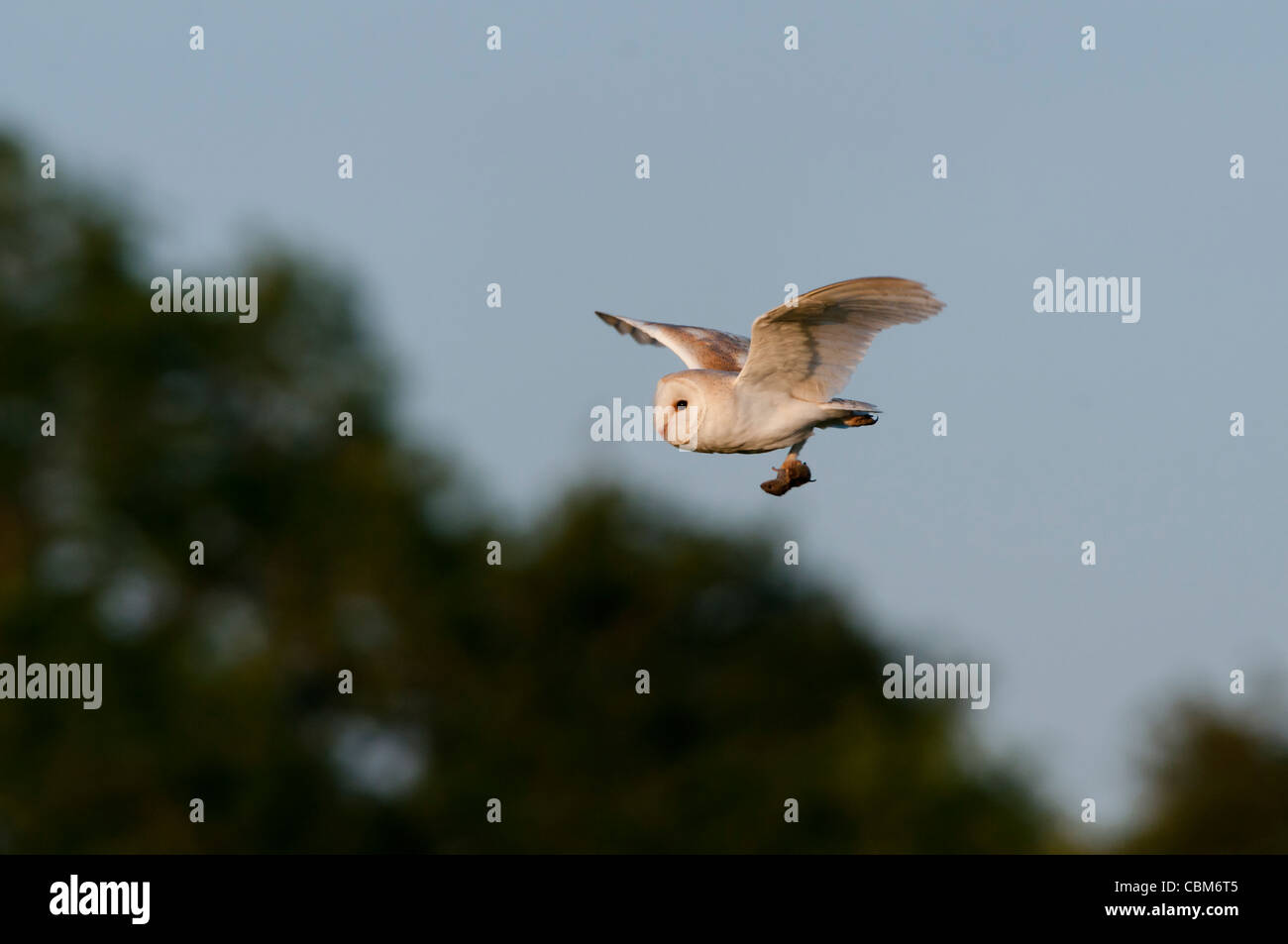 Il barbagianni (Tyto alba) Foto Stock
