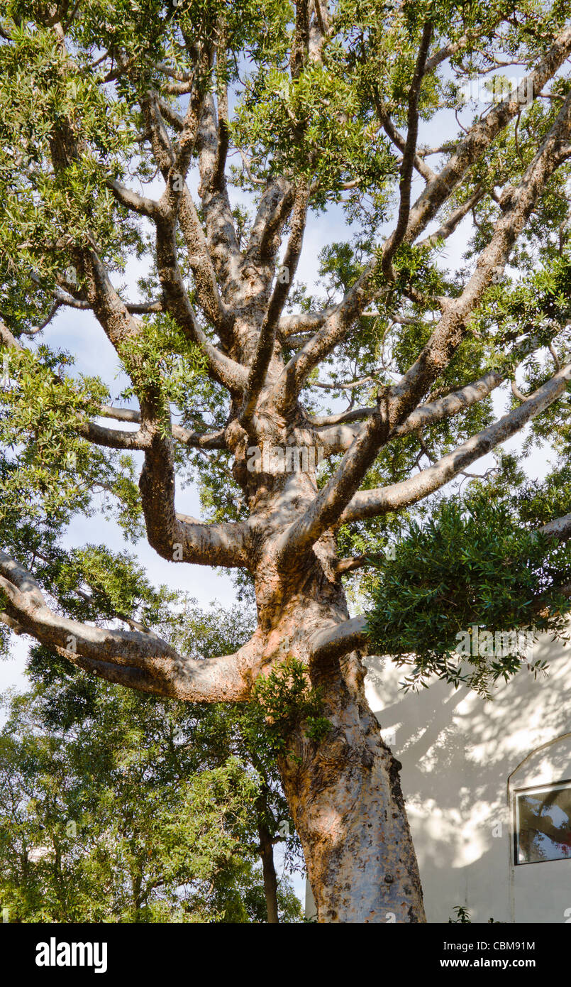 Struttura interessante in "Santa Barbara, California Foto Stock
