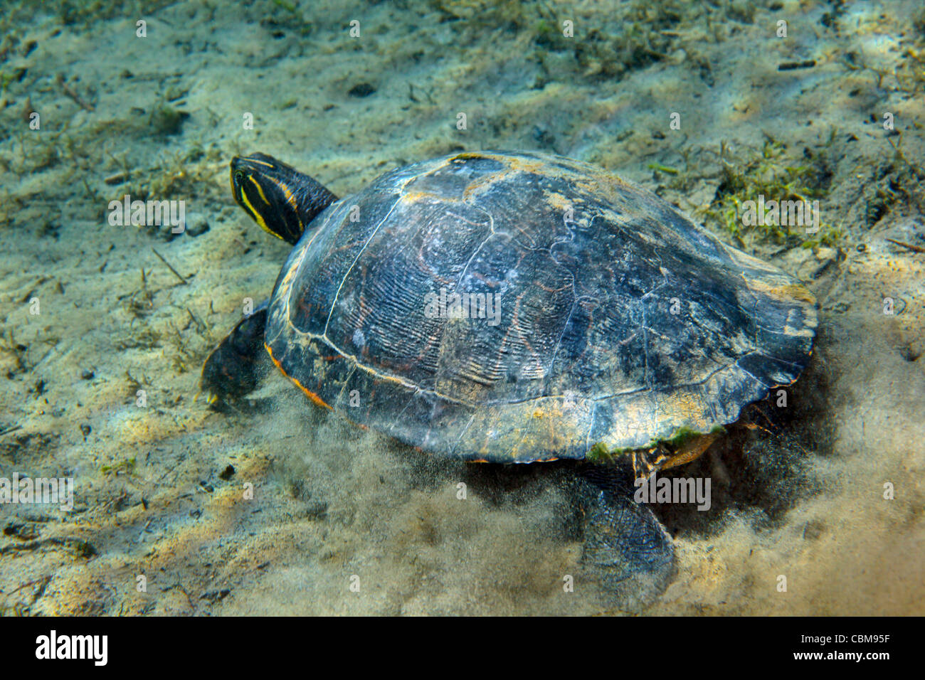 Un rosso-panciuto Cooter turtle sul fondo sabbioso di Morrison molle. Foto Stock