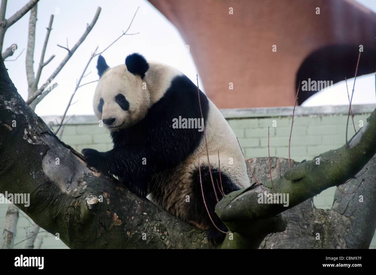Il Gigante maschile Orso Panda Yang Guang in Edinburgh Zoo una settimana dopo il suo arrivo dalla Cina il 4 di Dicembre 2011 Foto Stock