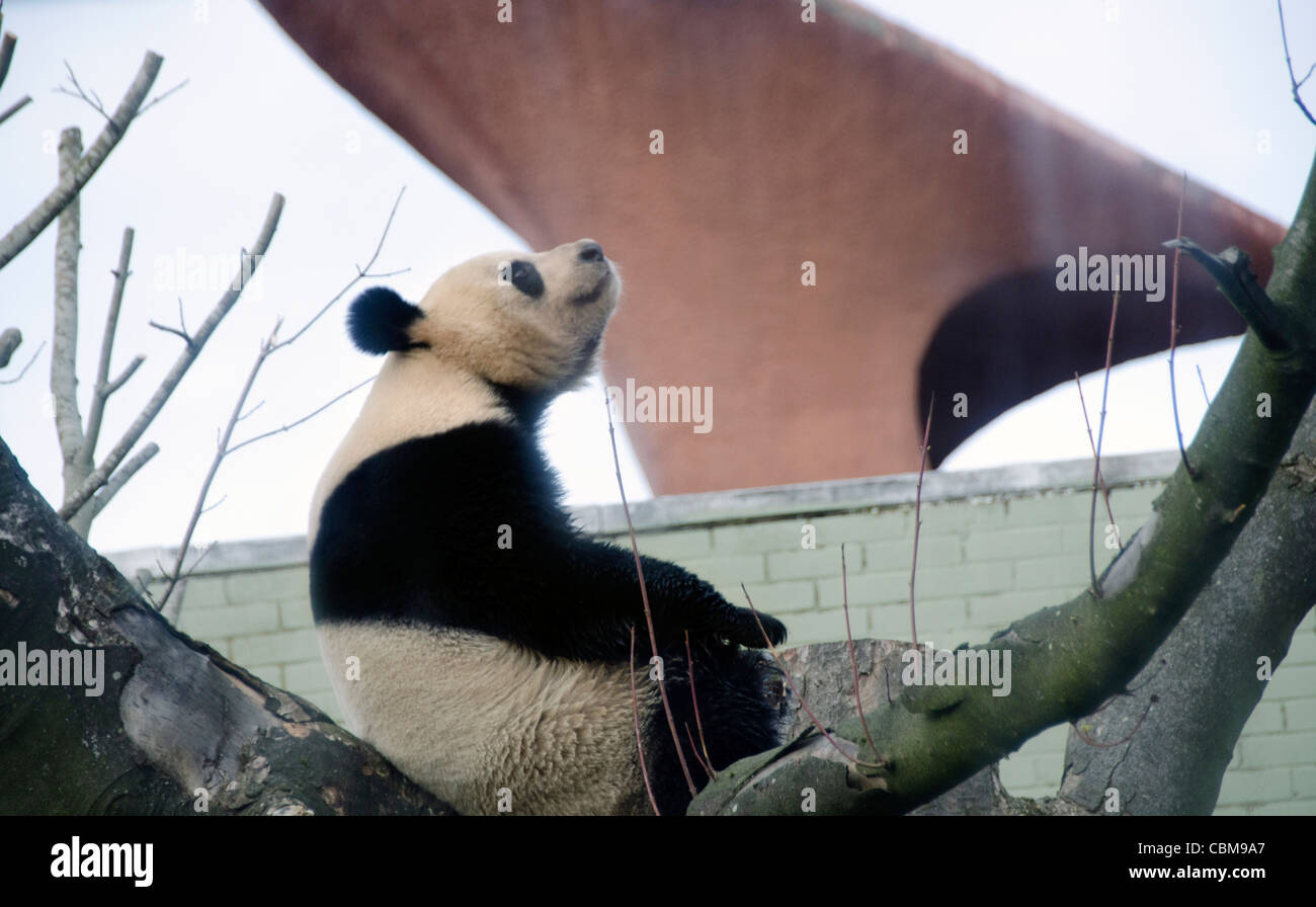 Il Gigante maschile Orso Panda Yang Guang in Edinburgh Zoo una settimana dopo il suo arrivo dalla Cina il 4 dicembre 2011A Foto Stock