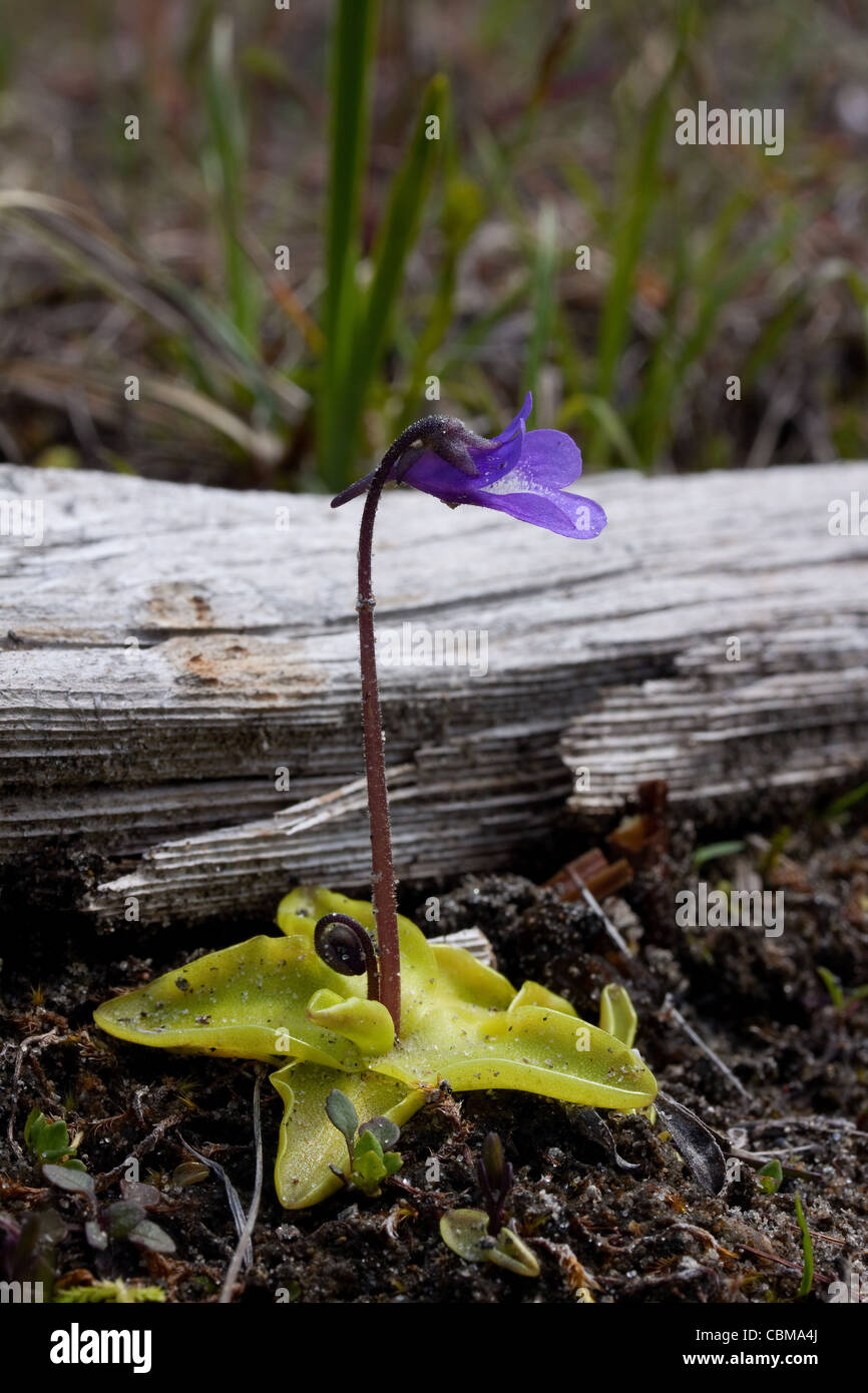 Butterwort giallo carnivoro in fiore Pinguicula vulgaris Northern Michigan USA, di Carol Dembinsky/Dembinsky Photo Assoc Foto Stock