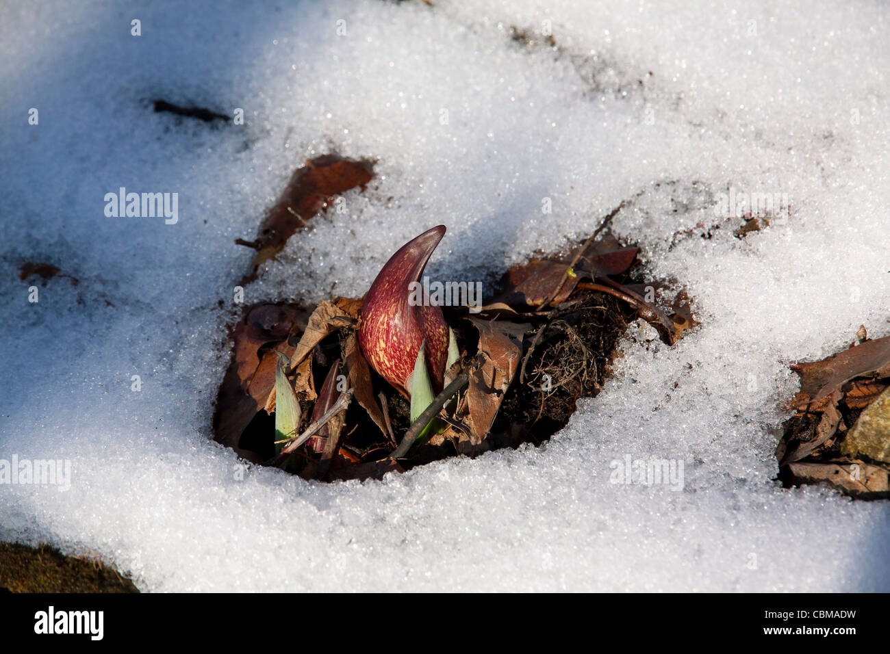 Eastern Skunk cavolo Symplocarpus foetidus in bloom la fusione fino attraverso la neve del tardo inverno USA orientale Foto Stock