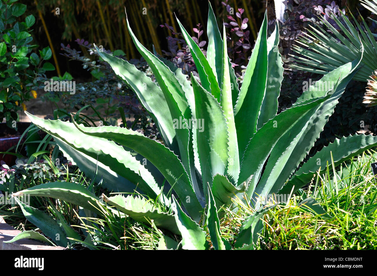 Aloe vera pianta, Texas, Stati Uniti d'America Foto stock - Alamy