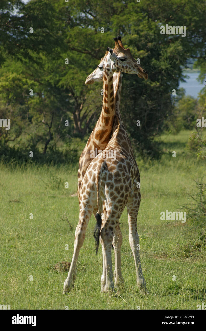 Due maschio Rothschild Giraffe a combattere in Uganda (Africa) Foto Stock