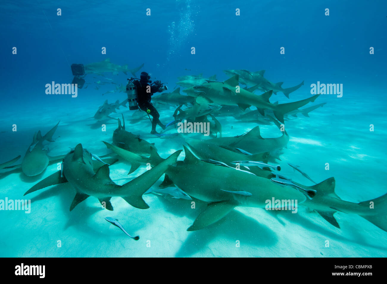 Scuba Diver circondato da Lo squalo limone, Negaprion brevirostris, Mar dei Caraibi, Bahamas Foto Stock