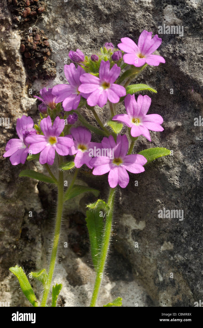 Fairy Foxglove - Erinus alpinus crescente naturalizzato a Burren Foto Stock