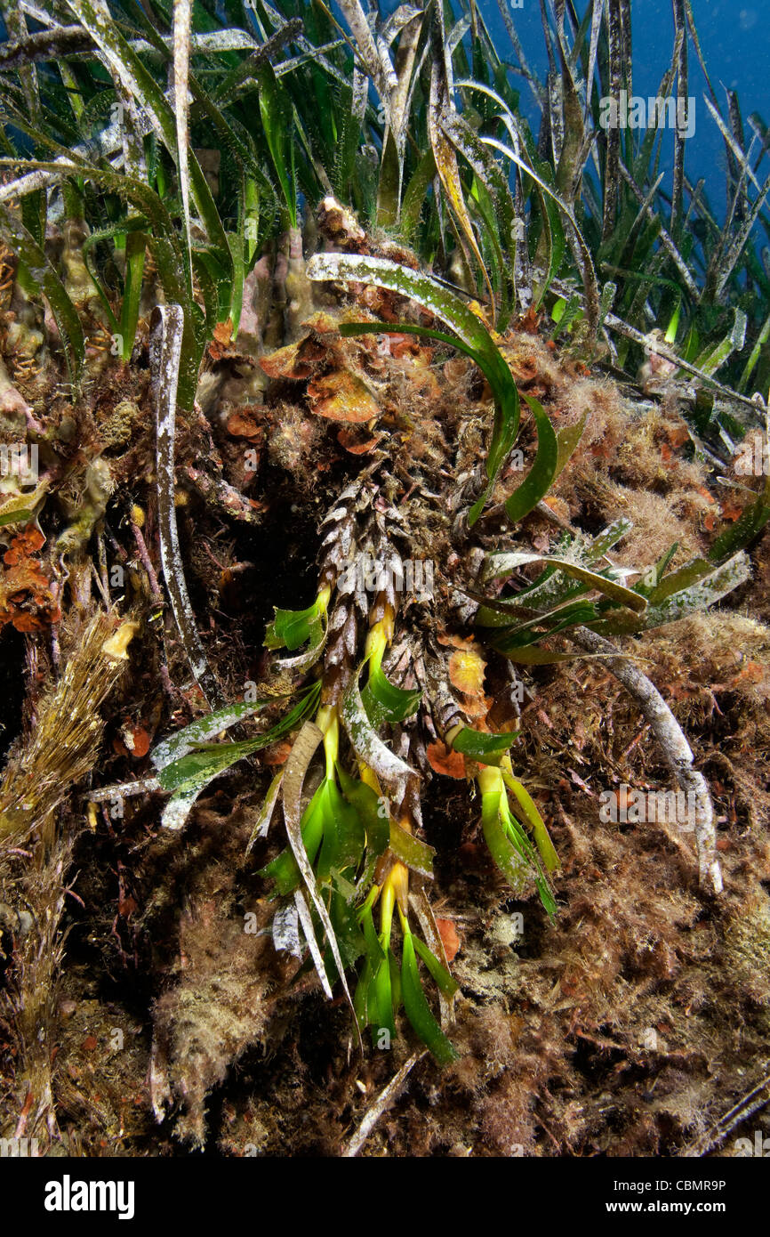 Infiorescenza di praterie di fanerogame, Posidonia oceanica, Ischia, Mare Mediterraneo, Italia Foto Stock