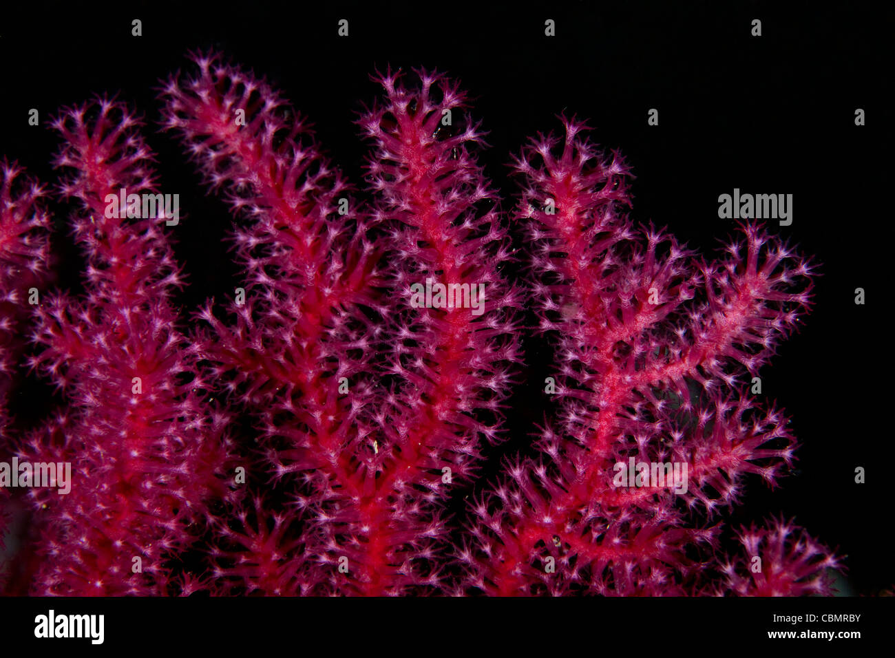 Polipi di Rosso Seafan, Paramuricea clavata, Parazoanthus axinellae, Ischia, Mare Mediterraneo, Italia Foto Stock