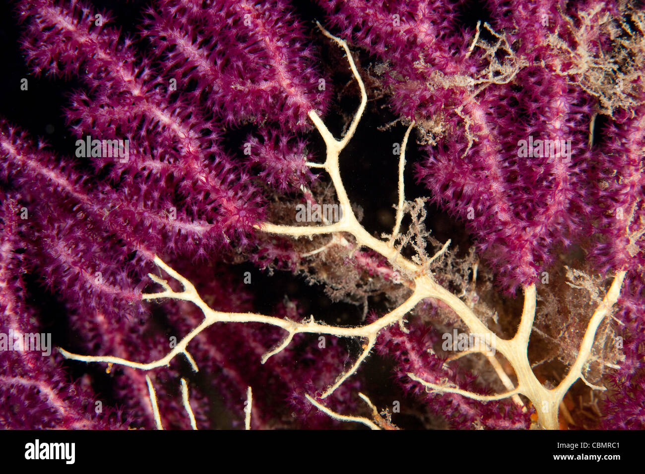 Sceleton di Rosso Seafan, Paramuricea clavata, Parazoanthus axinellae, Ischia, Mare Mediterraneo, Italia Foto Stock