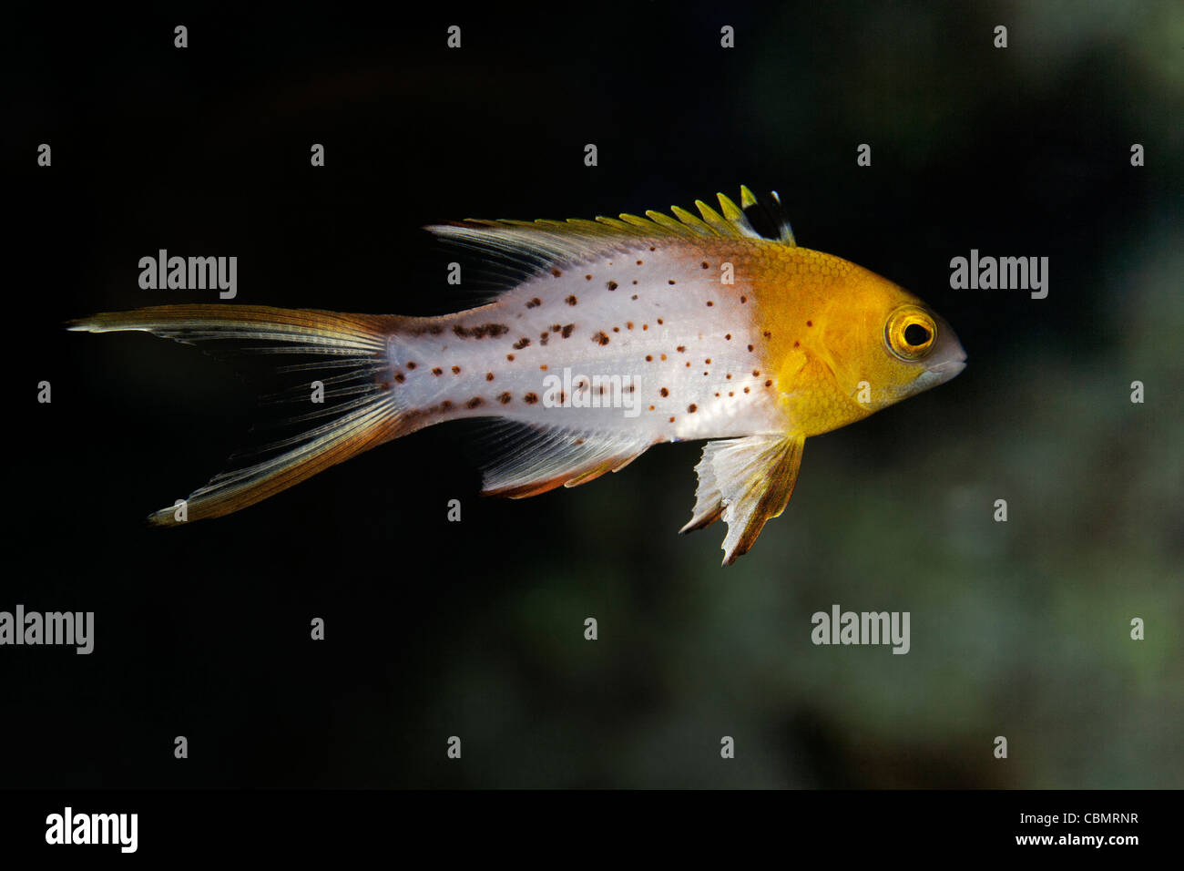 I capretti Lyretail Hogfish, Bodianus anthioides, Shaab Rumi, Mar Rosso, Sudan Foto Stock