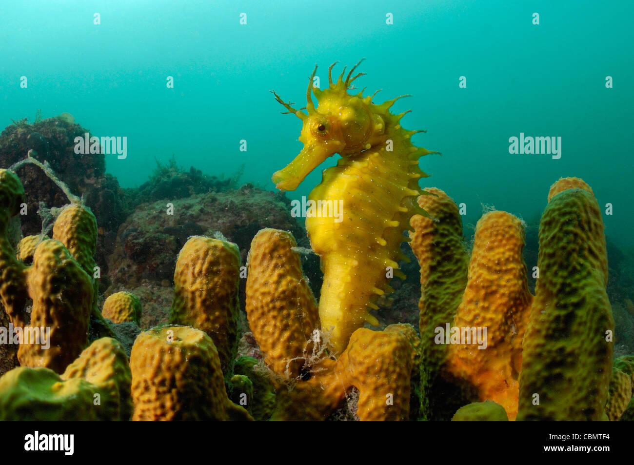 A lungo snouted Seahorse, Hippocampus guttulatus, pirano, Mare Adriatico, Slovenia Foto Stock