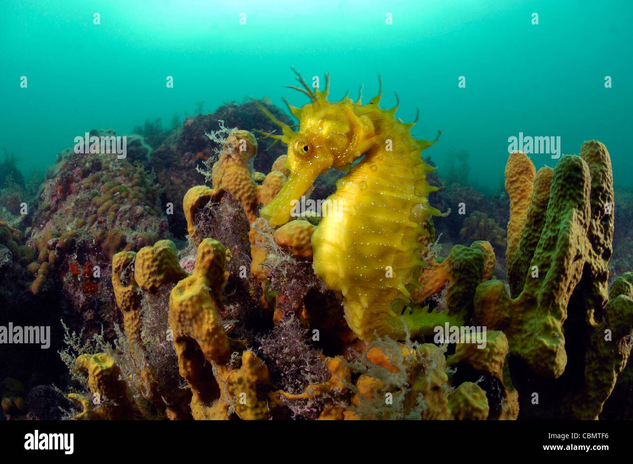 A lungo snouted Seahorse, Hippocampus guttulatus, pirano, Mare Adriatico, Slovenia Foto Stock