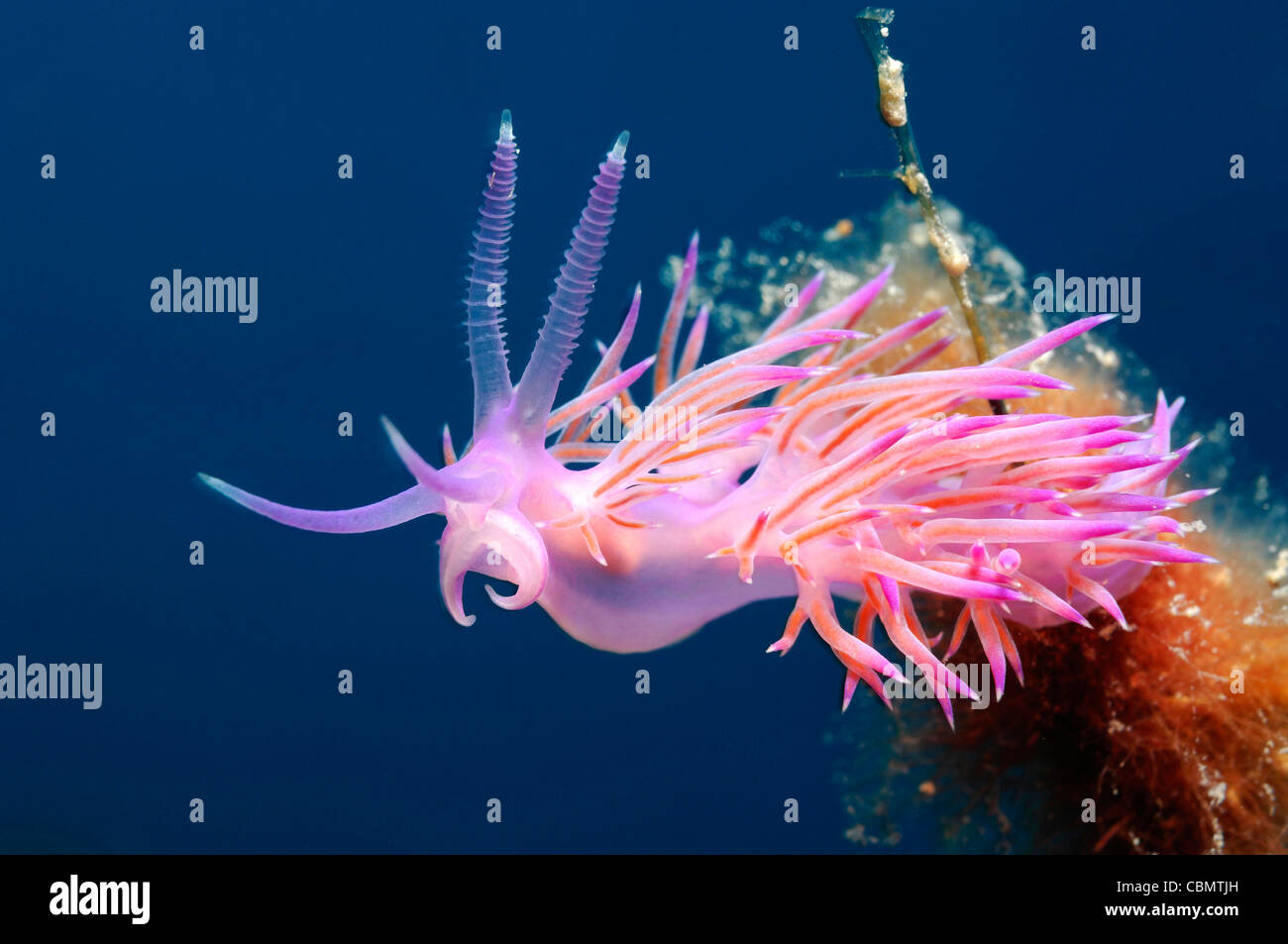 Rosa Mare Slug, Coryphella pedata, Isola di Pag, Mare Adriatico, Croazia Foto Stock