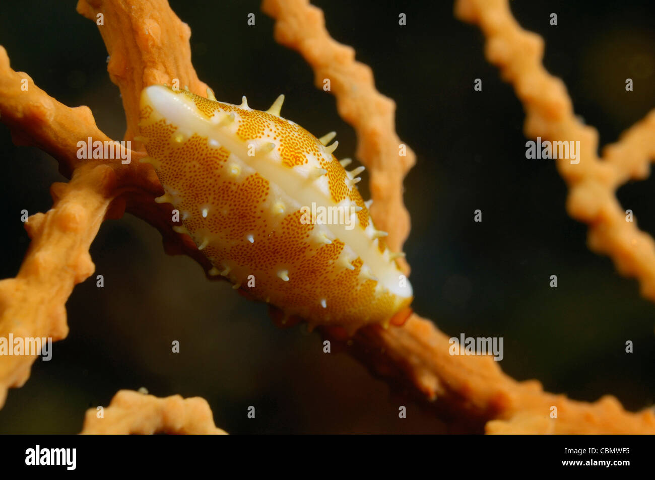 Ovulid Shell in Gorgonia, Simnia spelta, Isola di Korcula, Mare Adriatico, Croazia Foto Stock