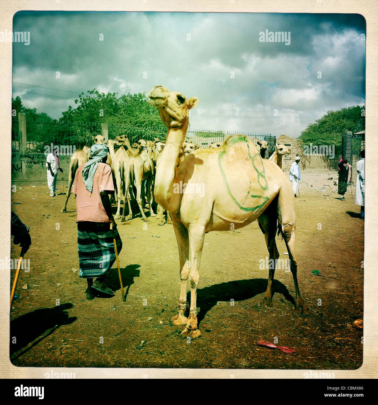 Mercato del Bestiame un cammello pronto per essere venduto in Hargeisa Somaliland Foto Stock