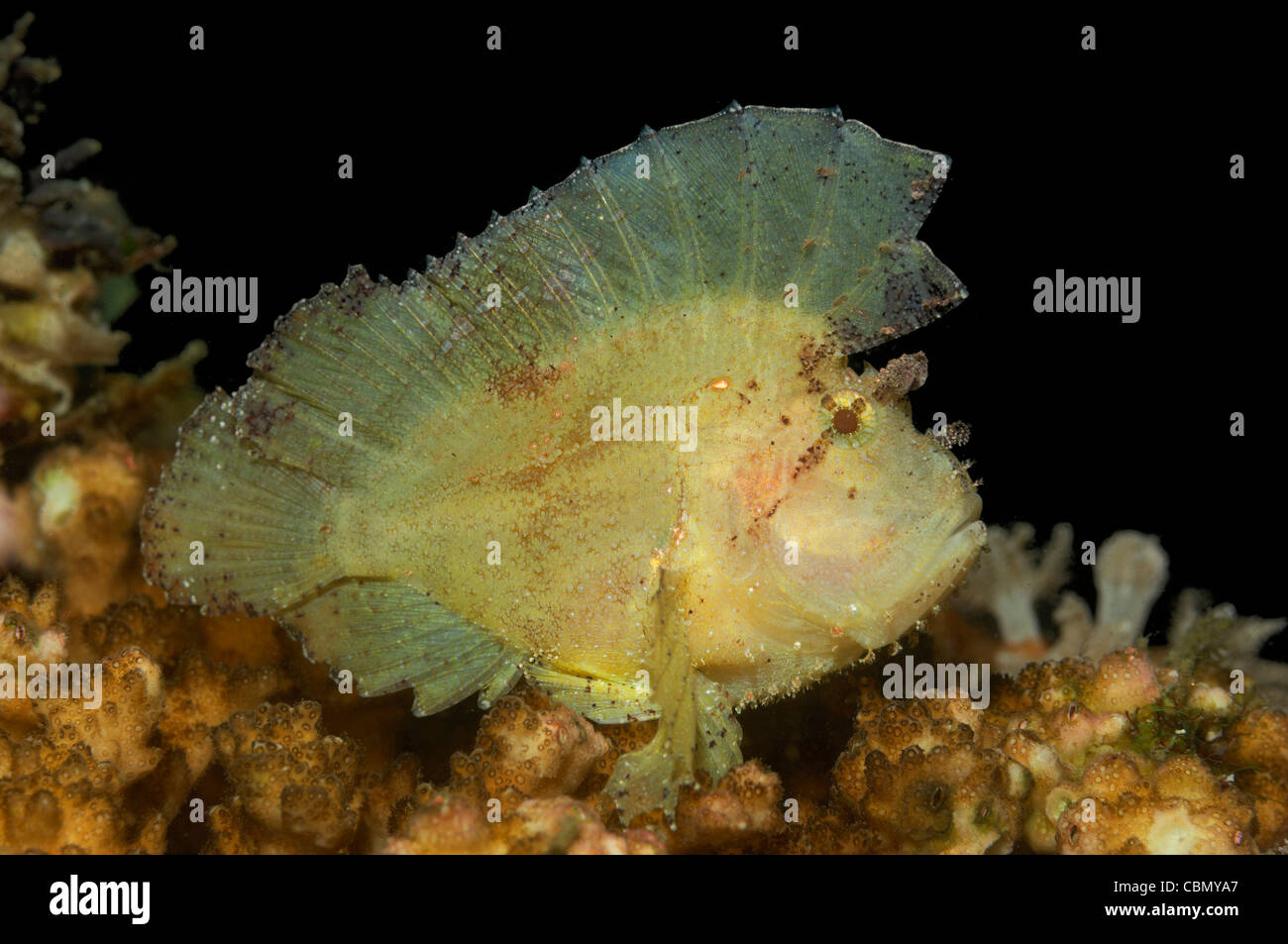 Leaffish giallo, Taenianotus triacanthus, Lembeh strait, Nord Sulawesi, Indonesia Foto Stock