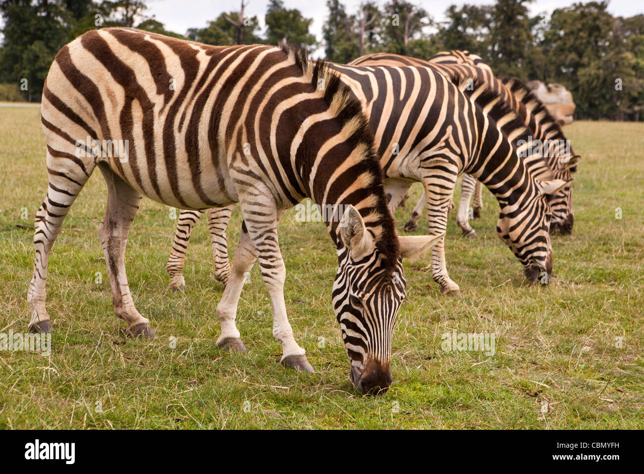 Regno Unito, Inghilterra, Bedfordshire, Woburn Safari Park, Chapman's Zebra Equus quagga chapmani Foto Stock