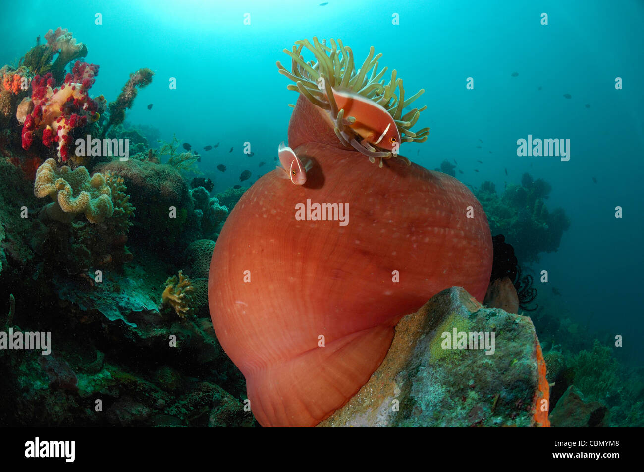 Pink Anemonefish in Coral Reef, Amphiprion perideraion, Lembeh strait, Nord Sulawesi, Indonesia Foto Stock
