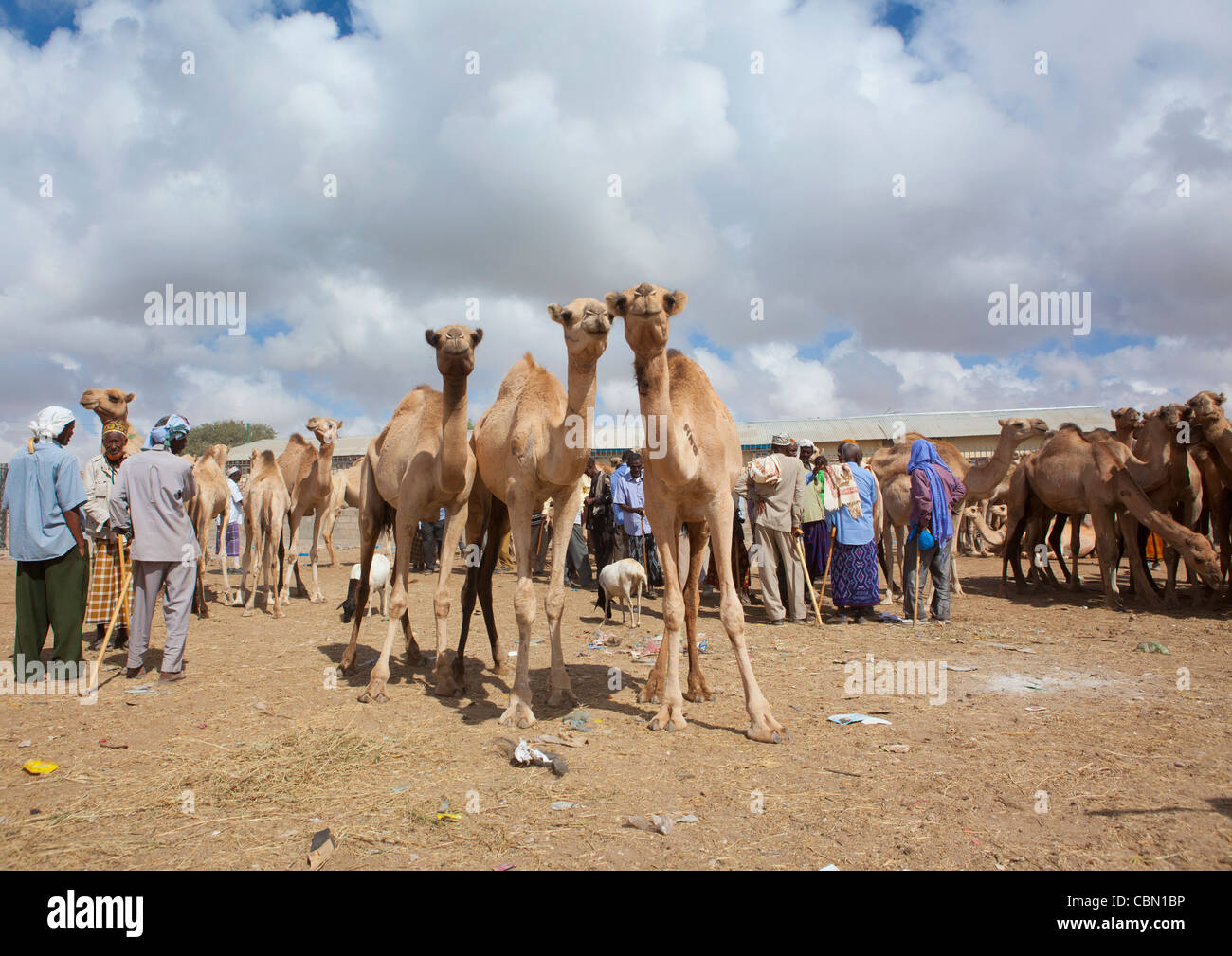 Mercato del bestiame in cammello Hargeisa Trading Somaliland Foto Stock
