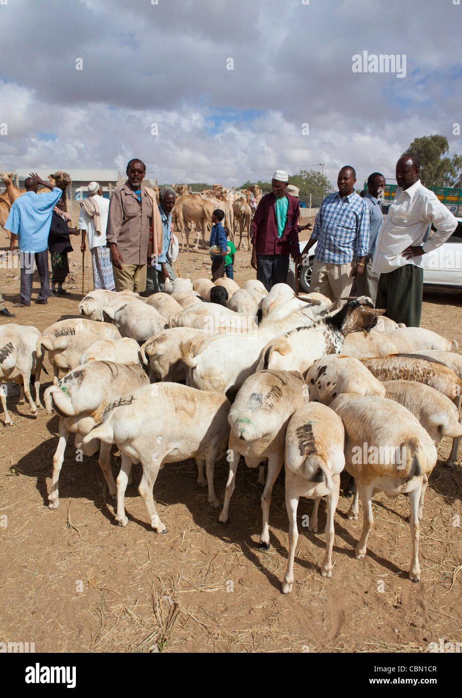 Mercato del Bestiame In Hargeisa gregge di capre Somaliland Foto Stock
