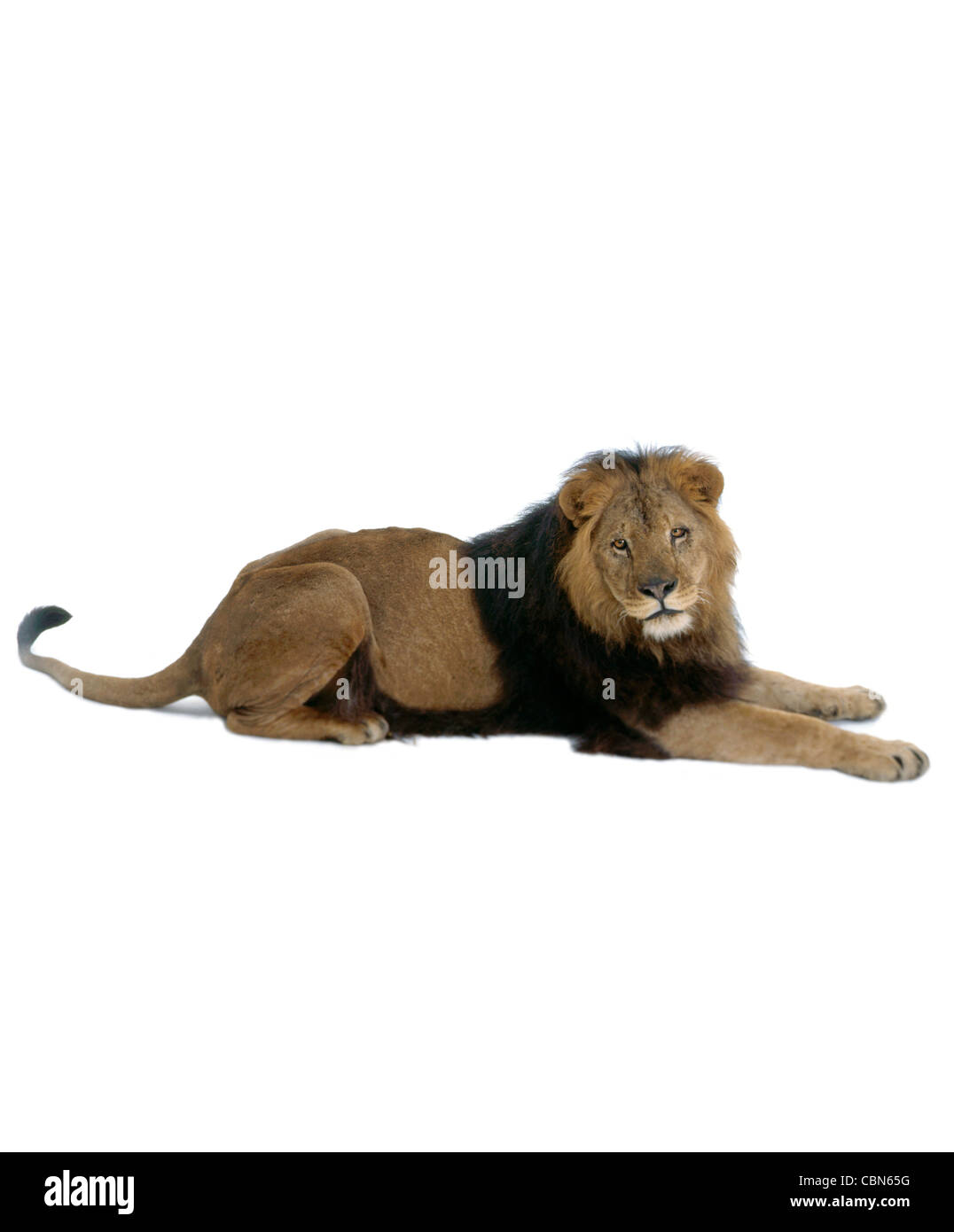 Lion Foto Stock