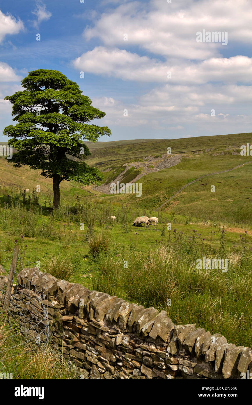 Pecore pascolano in un pascolo accanto al Congleton Road, Peak District, Derbyshire Foto Stock