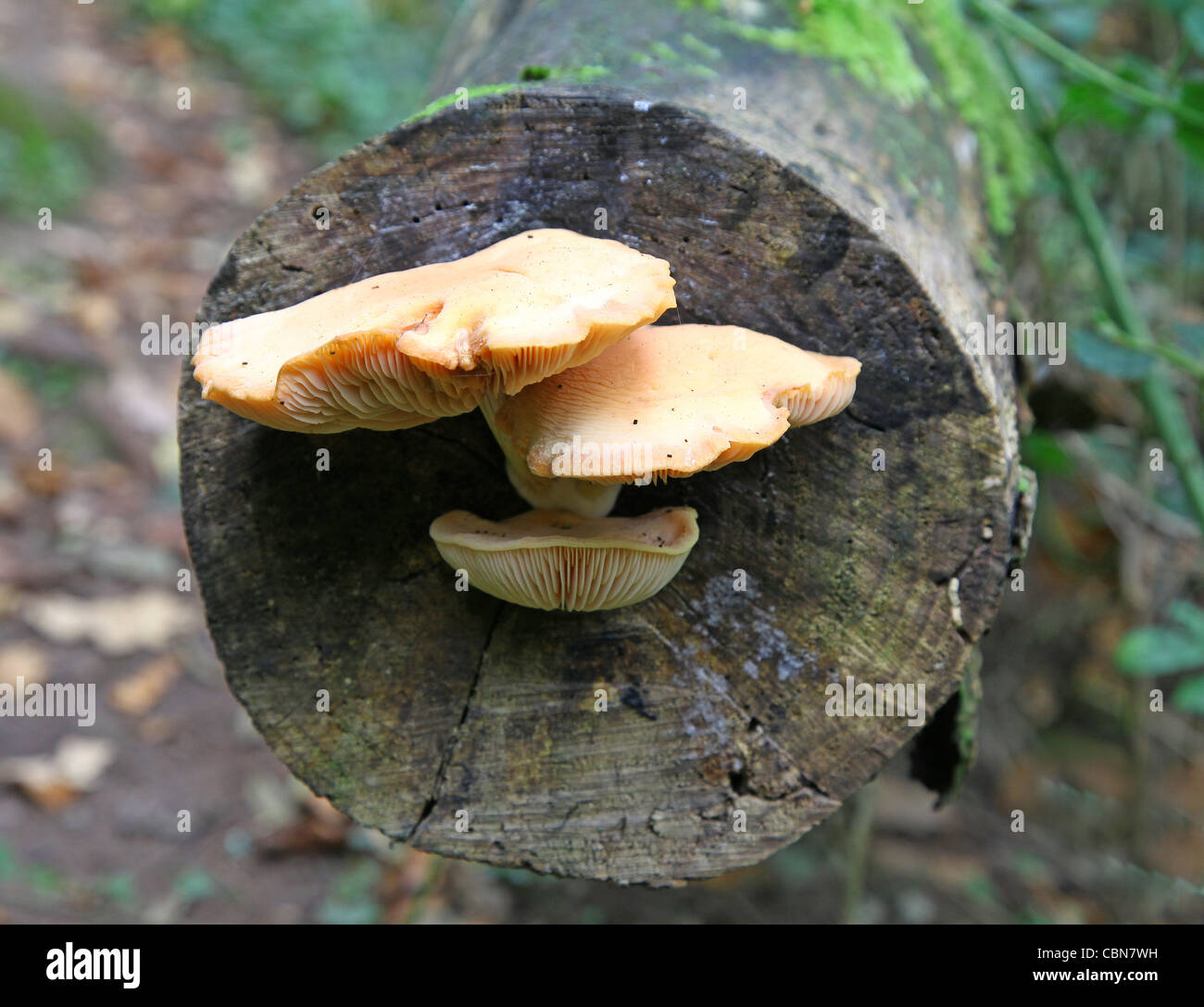 Una staffa o mensola fungo Foto Stock