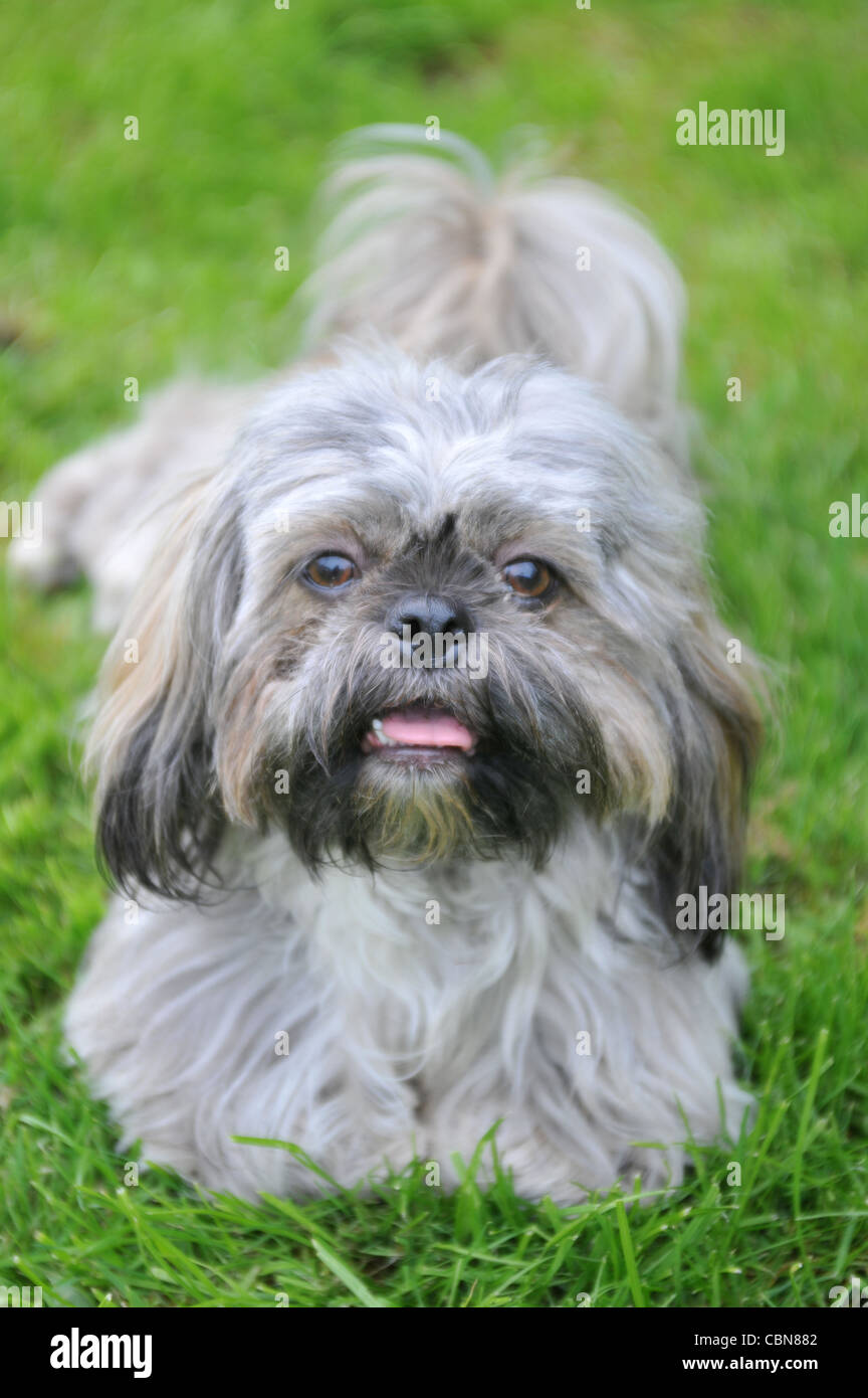 Cucciolo di Shih Tzu Foto Stock