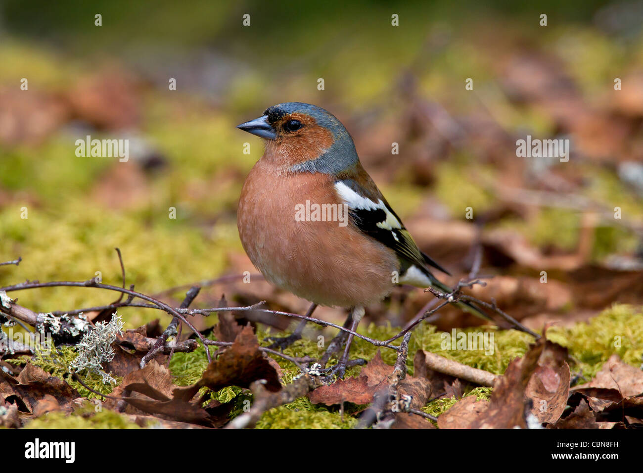 (Fringuello Fringilla coelebs) maschio rovistando sul terreno in autunno la foresta, Svezia Foto Stock