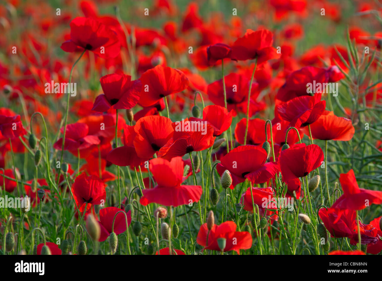 Campo di rosso papavero (Papaver rhoeas) in fiore in primavera Foto Stock