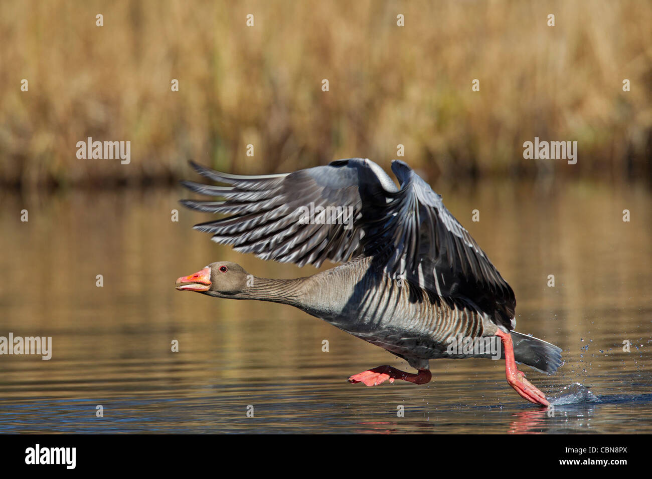 Oca Graylag / graylag goose (Anser anser) tenuto fuori dal lago, Germania Foto Stock