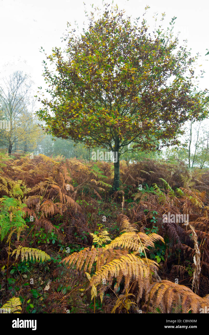 Può collina di autunno Foto Stock