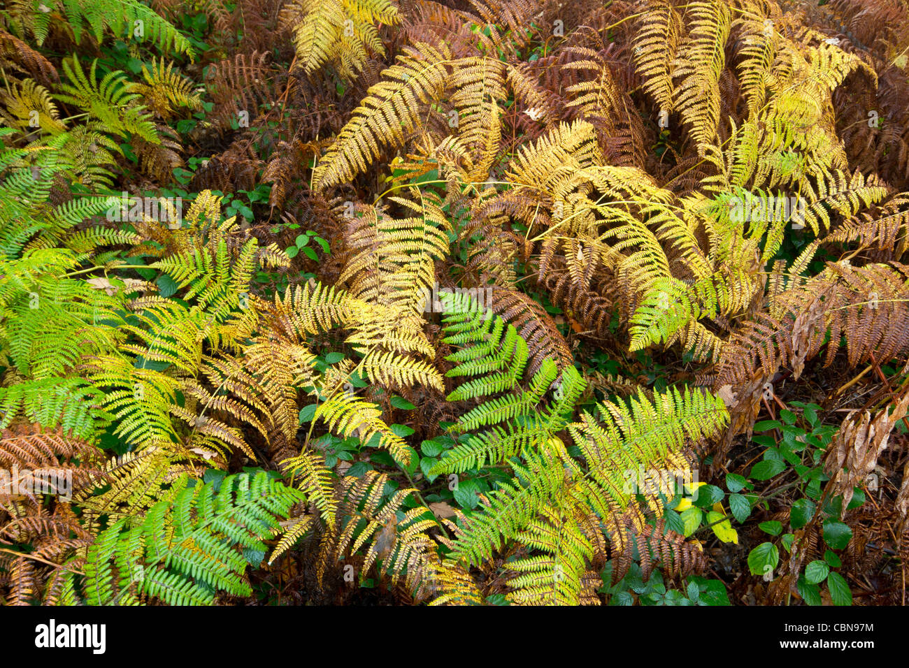 Può collina di autunno Foto Stock