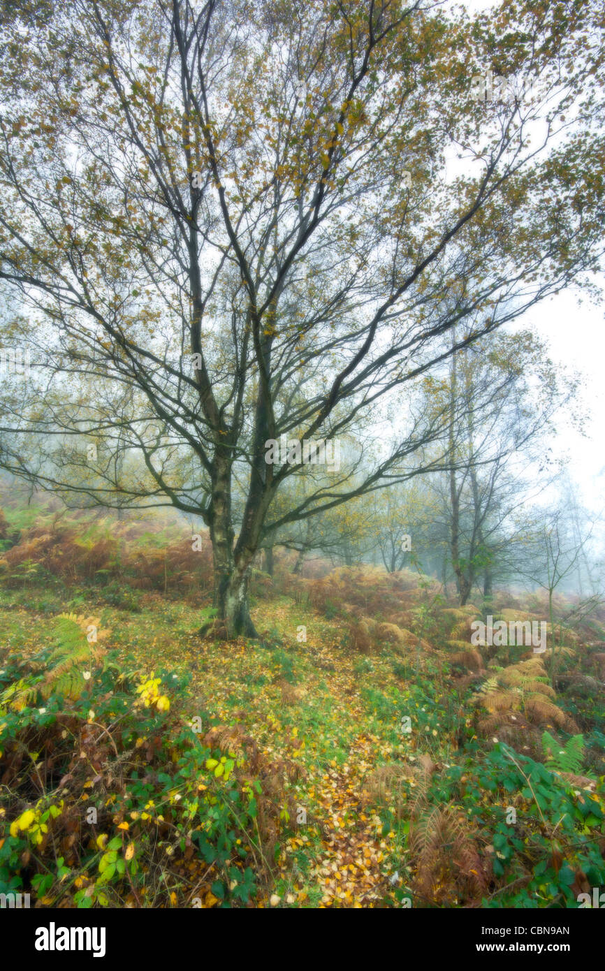 Può collina di autunno Foto Stock